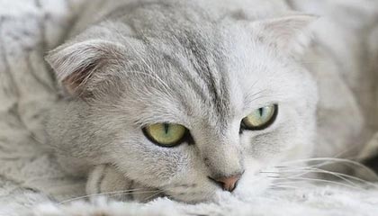 九游体育比分直播、实时比分网、足球比分、篮球比分、电竞比分、九游体育战绩查询-霍华德：我本想穿无袖装进名人堂，但沙克“威胁”我因而作罢